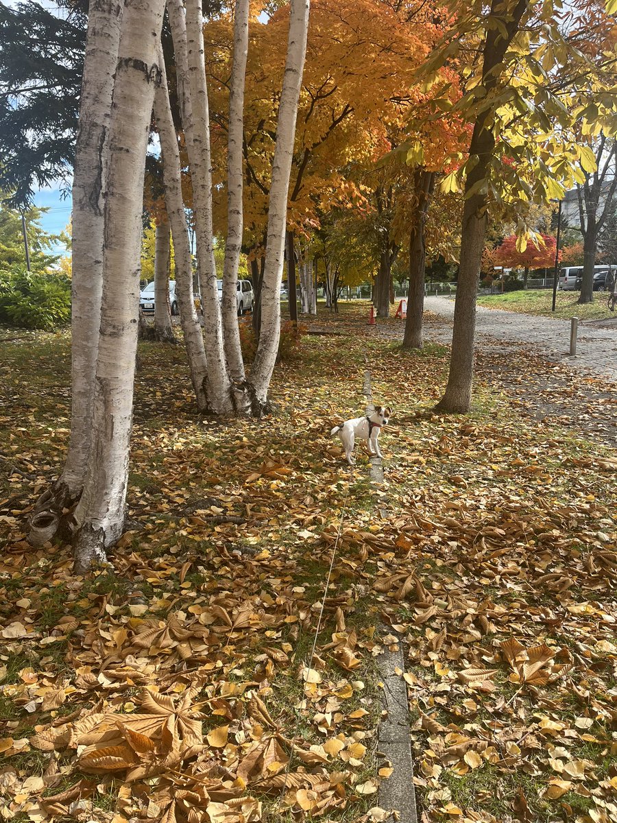 りんごいぬ 苹果(りんご) on X