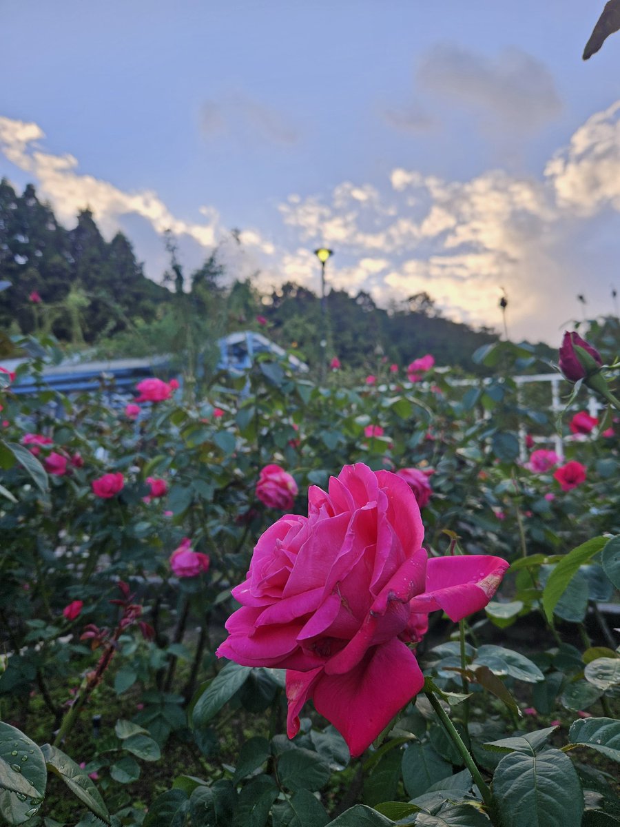 薔薇園🌹
