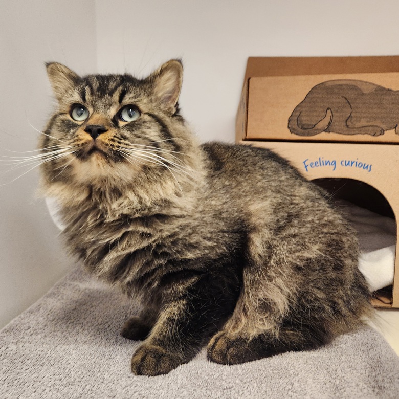 Bobby is a sweet, gentle and fluffy boy! He needs some time to adjust in a new environment and may be a bit hesitant at first but he is quickly won over by loving pets and cheek scratches. 
♥️ Bobby: adopt.spca.bc.ca/pets/786794/
📍: #KamloopsBC