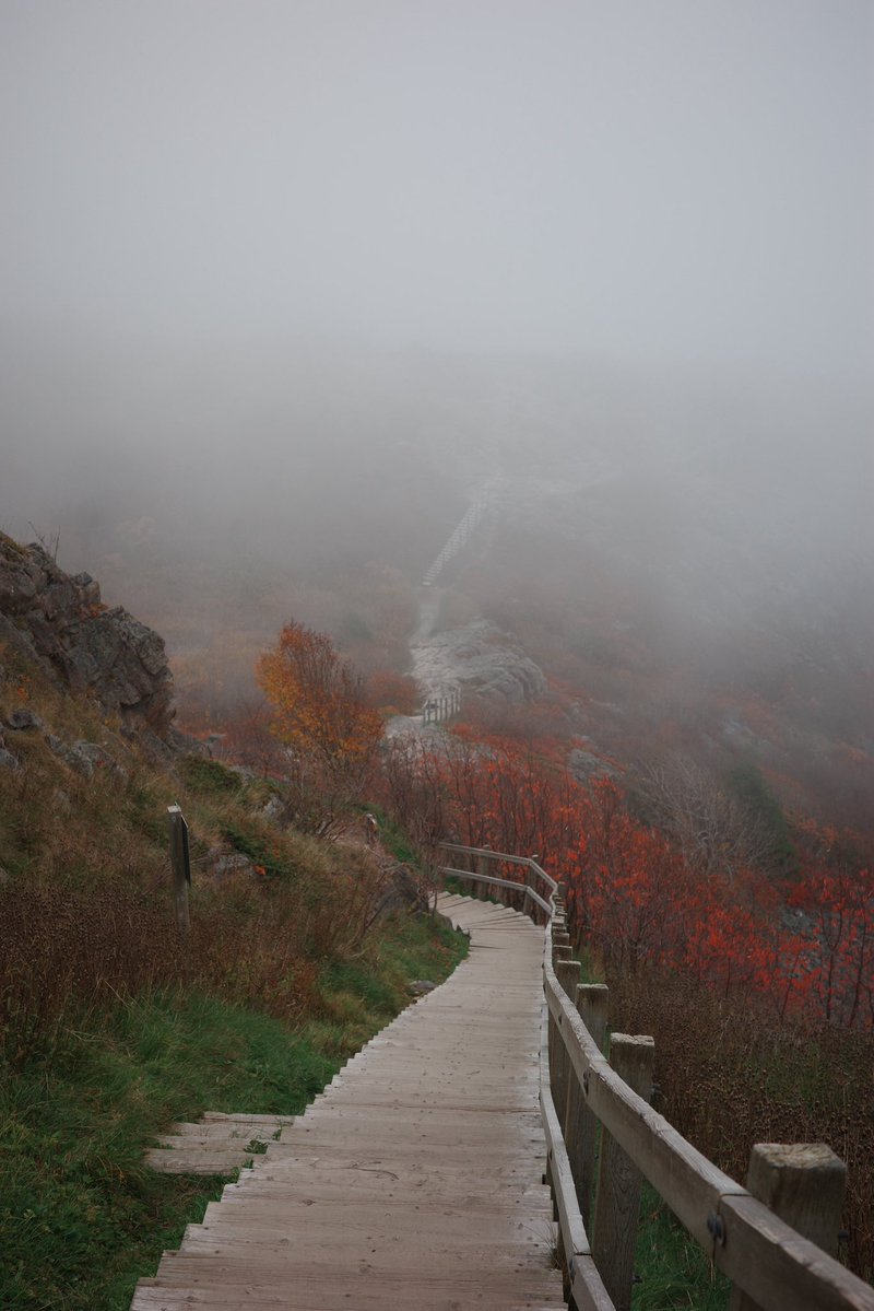 andrewsampson_'s tweet image. st. john’s newfoundland… now that’s one epic bucket list travel destination you NEED to visit now 
⬇️⬇️⬇️⬇️