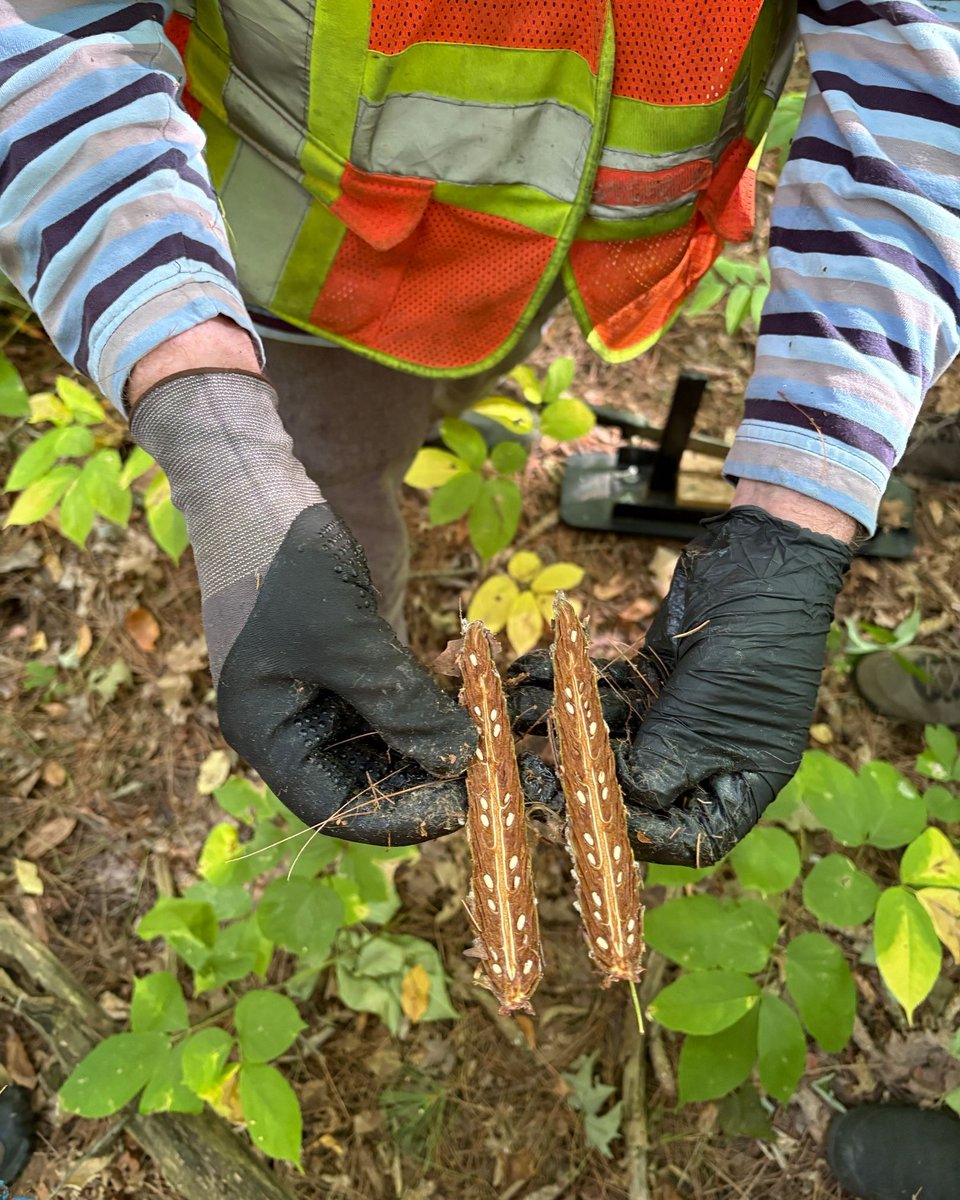 Seed collection is one of the most powerful steps in establishing diverse, resilient forests. Forests Canada's Seed Advisor, Chris McGee, led another seed-tacular day out in the field, teaching future seed collectors how to properly collect and identify viable seeds, as well as