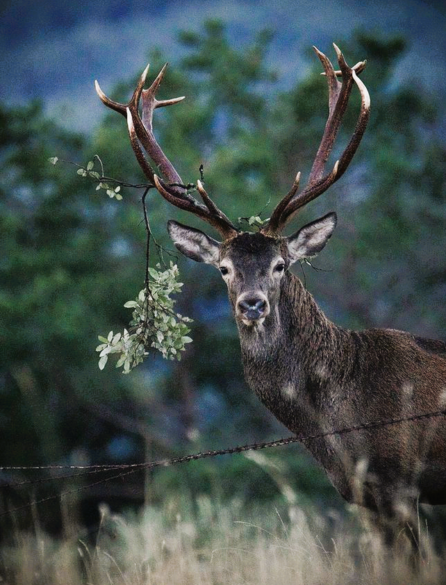 agriculturacat's tweet photo. 🐗 Activem el Pla de control poblacional de fauna cinegètica a l’#AltPirineu.

💉Reforça i amplia el programa existent de vigilància sanitària de la fauna salvatge a Catalunya amb més mostres i captures a 22 municipis i 3 comarques.

https://t.co/6ge3In9Ofy https://t.co/pFDW0pfWYD