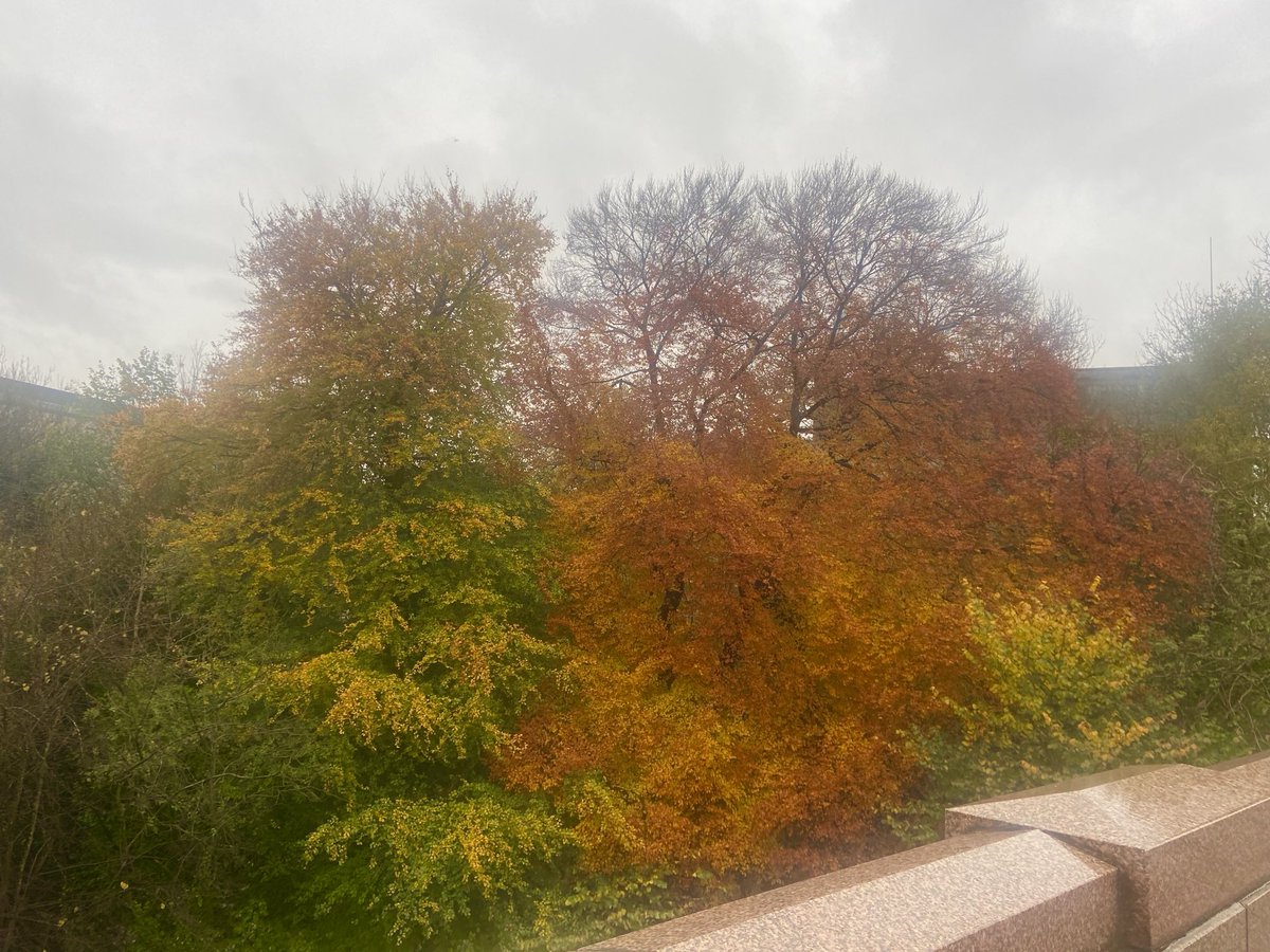 Glasgow: fire in the rain! #treeclub