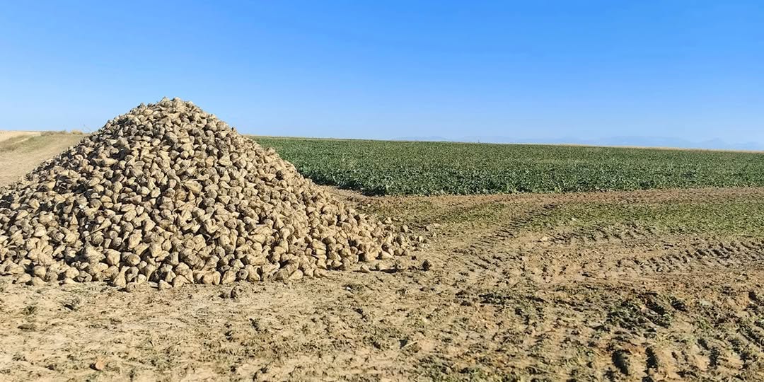 Pancar hasadı yapan çiftçilerin dikkatine! konyayenigun.com/pancar-hasadi-… 
<a href="/DemiRKuttusi/">Kuttusi Demir</a>  #havadurumu #SonDakika  #konya #ALTIN