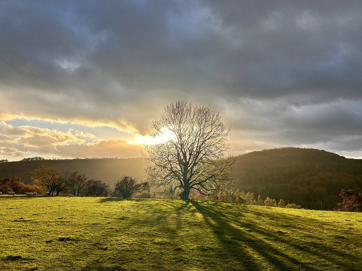 WeatherWolds's tweet image. A Brief Glimmer. 14°C on a rather bleak afternoon. A few sheep.