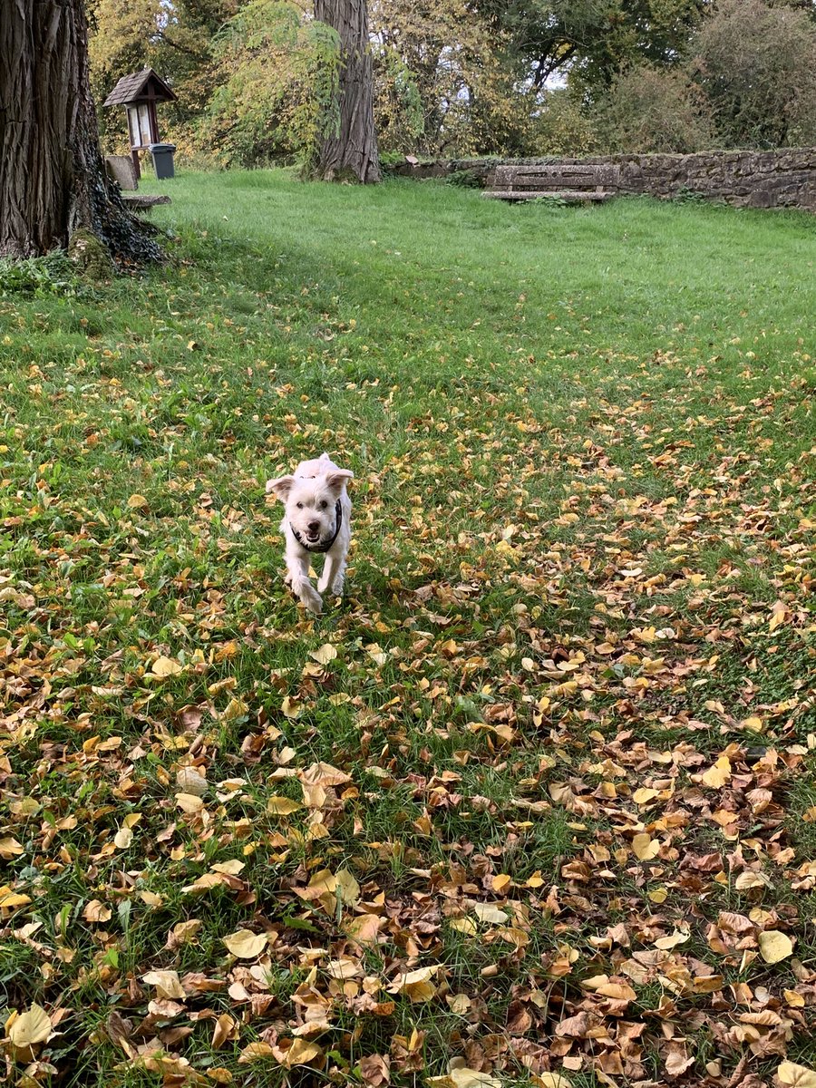 Was soll ich sagen, der kleine, niedliche Hund hat sich in eine schnüffelnde Hundemaschine verwandelt! Ich mache jetzt mantrailing mit ihm 🥹