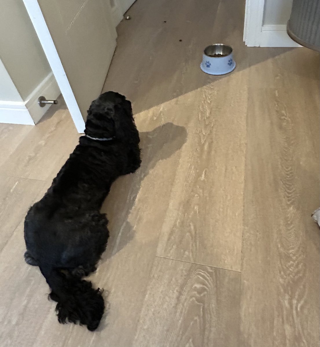 Pals isn’t it not right to waste food??

Sam doesn’t want it so I think I should eat it… 

Mum says no ! 😢🙄