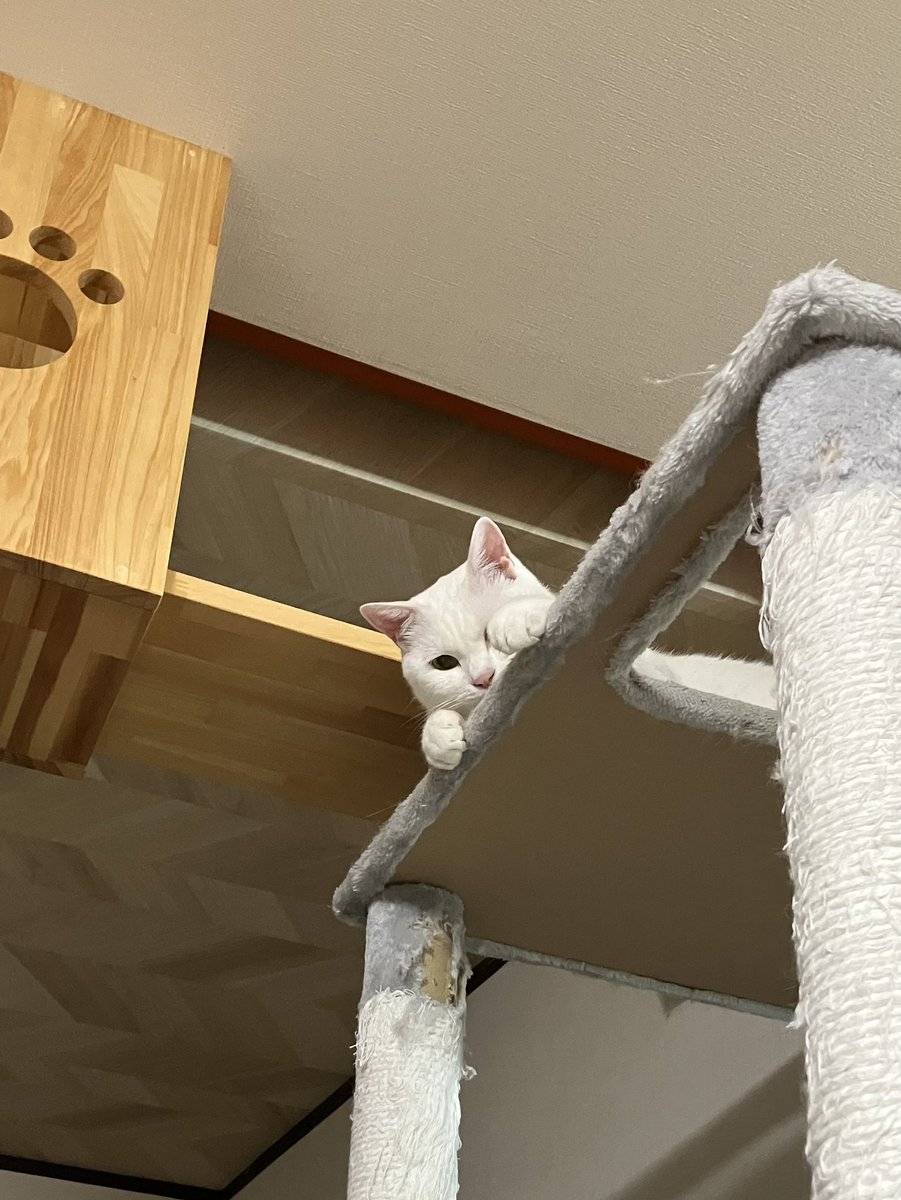 gigaburu1985's tweet image. 爪切り逃げ子