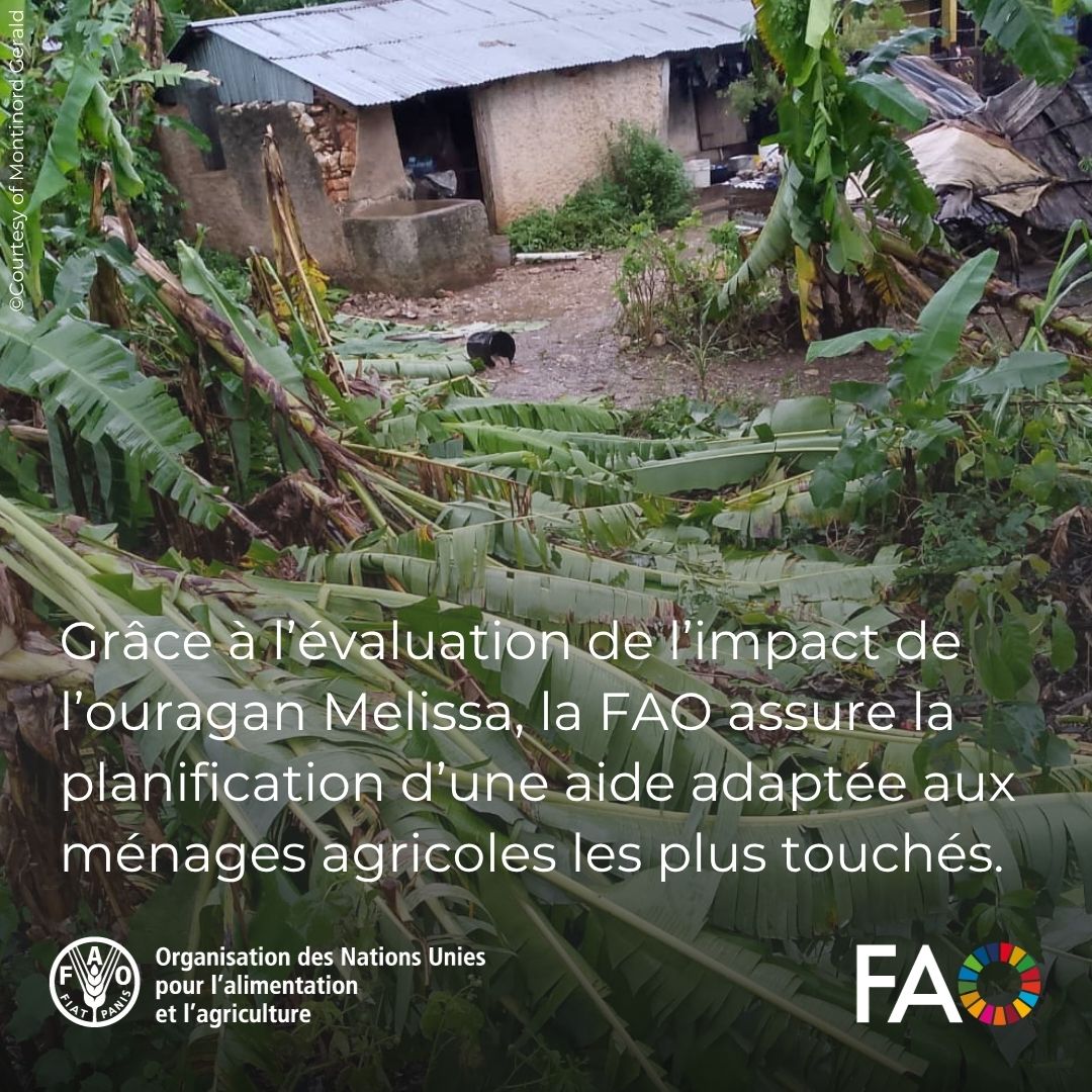 Face à l’impact de l’#OuraganMelissa en #Haïti dans le Grand Sud, Nord-Ouest et l’Artibonite, <a href="/FAO/">Food and Agriculture Organization</a> renforce sa collaboration avec le <a href="/MAgricultureHT/">Agriculture Haiti</a>.

Dans le Sud-Est, Sud et la Grand’Anse, des analyses rapides sont en cours pour évaluer l’étendue des dégâts.