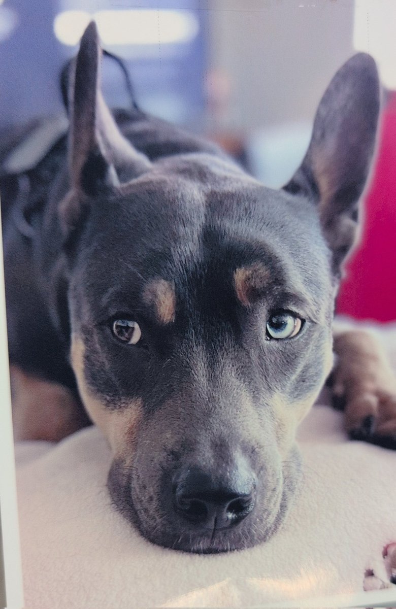 Gonna miss this sweet little pupper dog.