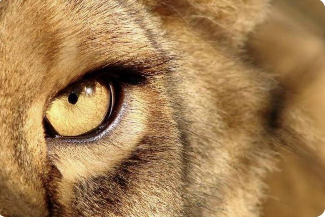 F: TY 🦁💖 + JAH. 🦁 tweet media