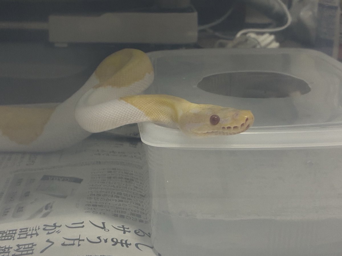 福がやって来る白い蛇　妊娠中٩(๑❛ᴗ❛๑)۶ 福がやって来る白い蛇 妊娠中٩(๑❛ᴗ❛๑)۶ - メルカリ