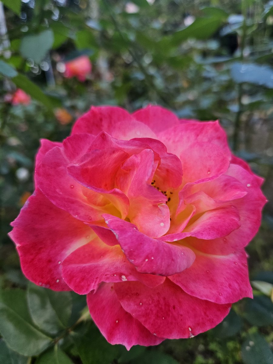雨上がりの薔薇🌹