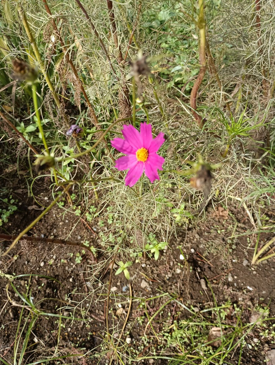 Ｘ(旧Twitter)界の皆様、おはようございます🌅
２０２５年１１月４日(火曜日🔥)です。
今日がお誕生日の皆様、おめでとうございます🎉
今日もいい一日にしていきましょう🍂
#花のある暮らし
#花のある風景