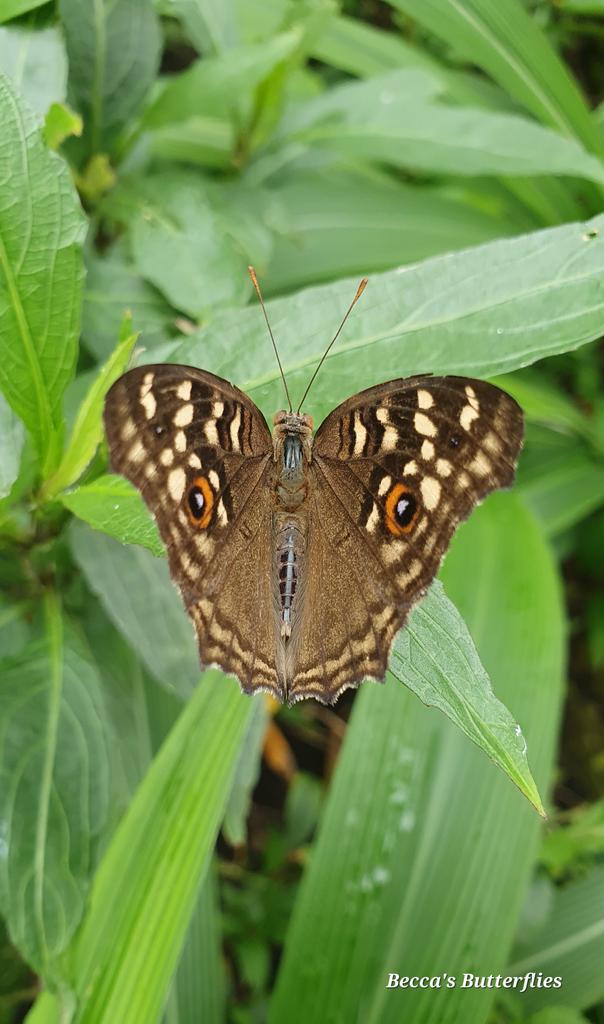 Rebecca's Butterfly Farm (BCyA) tweet media