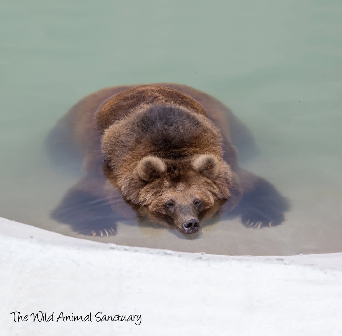 DailyBearPosts's tweet image. I'm gonna get you twin. You better watch out twin