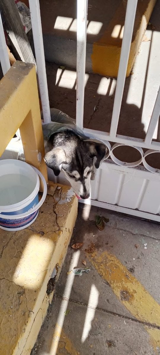 soyfemmes's tweet photo. En la colonia Córdoba Américas, un perro quedó atrapado con la cabeza dentro de un barandal metálico, provocando la movilización de elementos de Protección Civil. Con el uso de pinzas de la vida, el equipo de rescate logró liberar al animal sin causarle daño. #Juarez #Chihuahua https://t.co/h1VkN3Juxy
