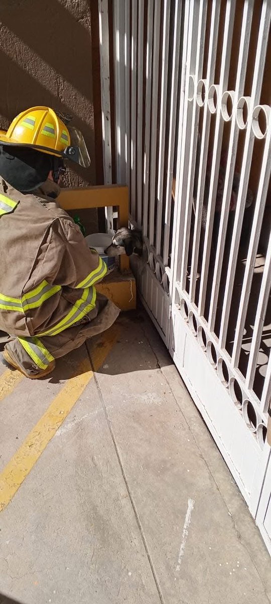 soyfemmes's tweet photo. En la colonia Córdoba Américas, un perro quedó atrapado con la cabeza dentro de un barandal metálico, provocando la movilización de elementos de Protección Civil. Con el uso de pinzas de la vida, el equipo de rescate logró liberar al animal sin causarle daño. #Juarez #Chihuahua https://t.co/h1VkN3Juxy
