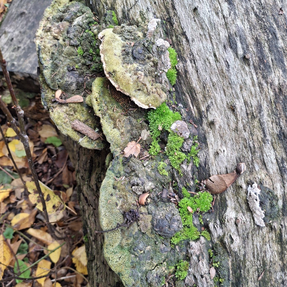 James A-P tweet media