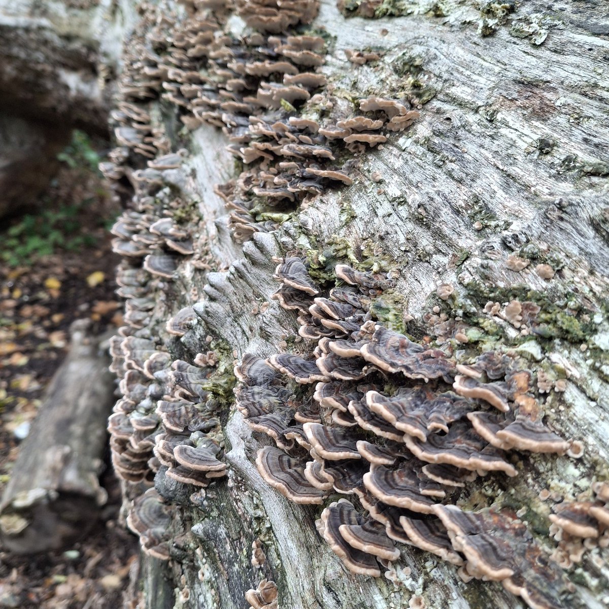 James A-P tweet media