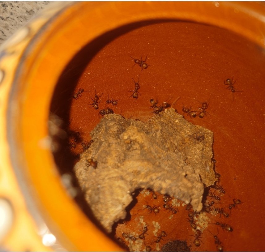 Do we really know how plastic ant species are to accurately determine their capacity of stablishing in a new habitat? The curious journey of an ant colony in our new paper 

👉🏼 zenodo.org/records/175115… 

🐜🐜🐜 #ants #pets #formicarium #ecology #animal_trade