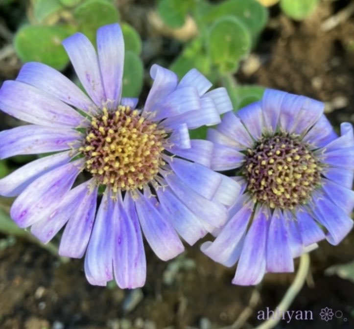 きりちゃん (@kiri85chan) / Posts / X