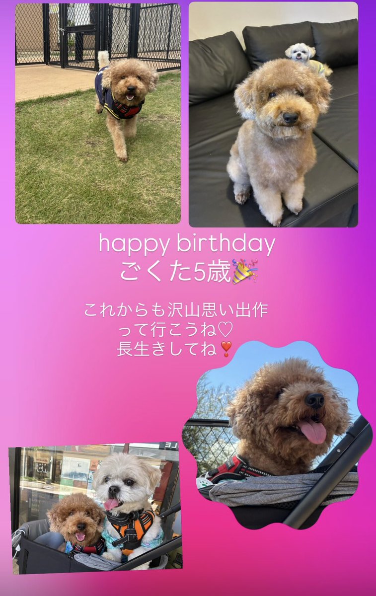 GOKUTA_LEO's tweet photo. 今日で5歳になりました❣️ https://t.co/CH6lxrS7XE
