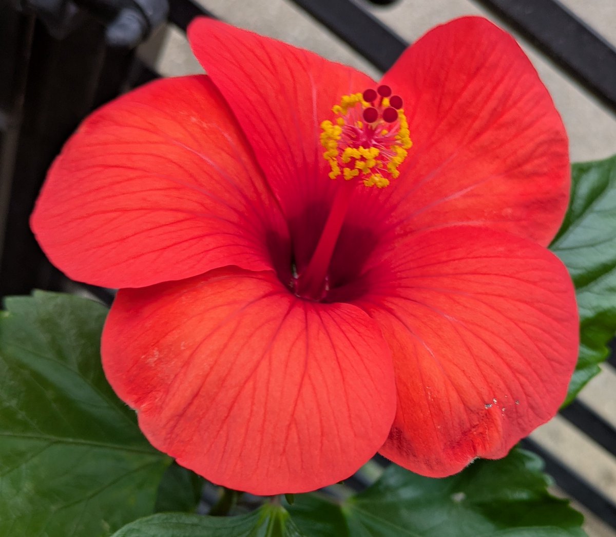 花柴コロン on X