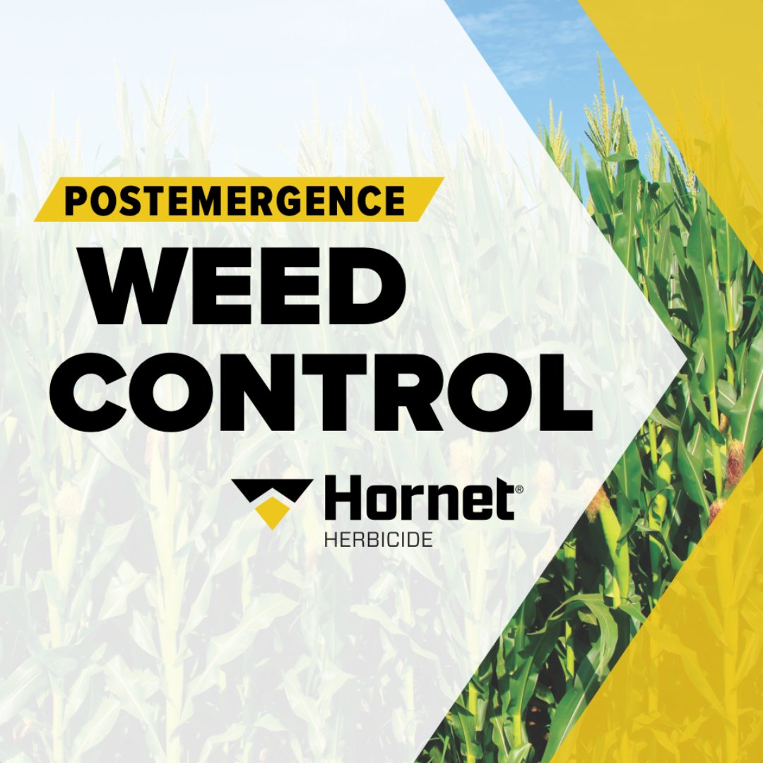 Hornet® Herbicide provides postemergence control of tough broadleaf weeds in corn, including glyphosate-resistant species. Flexible tank-mix partner + wide application window.