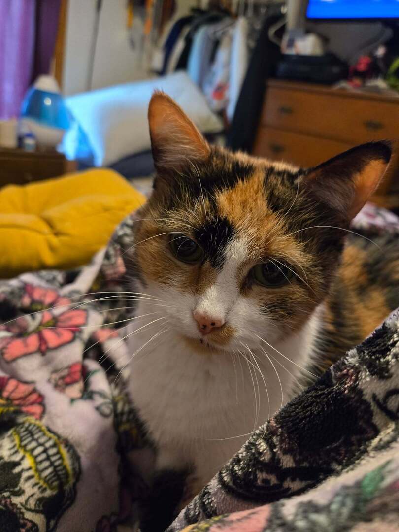 k8thnote's tweet image. On my way to pick up Zoey aka Baby Kitty's ashes.  I miss her so much! instagr.am/p/DQm6GLokxt7/