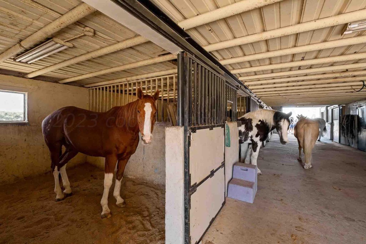 TxHorseProperty's tweet image. CANYON, TEXAS PANHANDLE. Hunter’s Canyon. 34 acres, 5/6 home w/pool. 8-stall barn. Pastures w/loafing sheds, corrals. Man Cave/Dog House, 3/2 guest house. Shop. 1.5+ miles Palo Dura Creek. $2.8M #txhorseproperties #canyontx #texaspanhandle tinyurl.com/21401Canyon