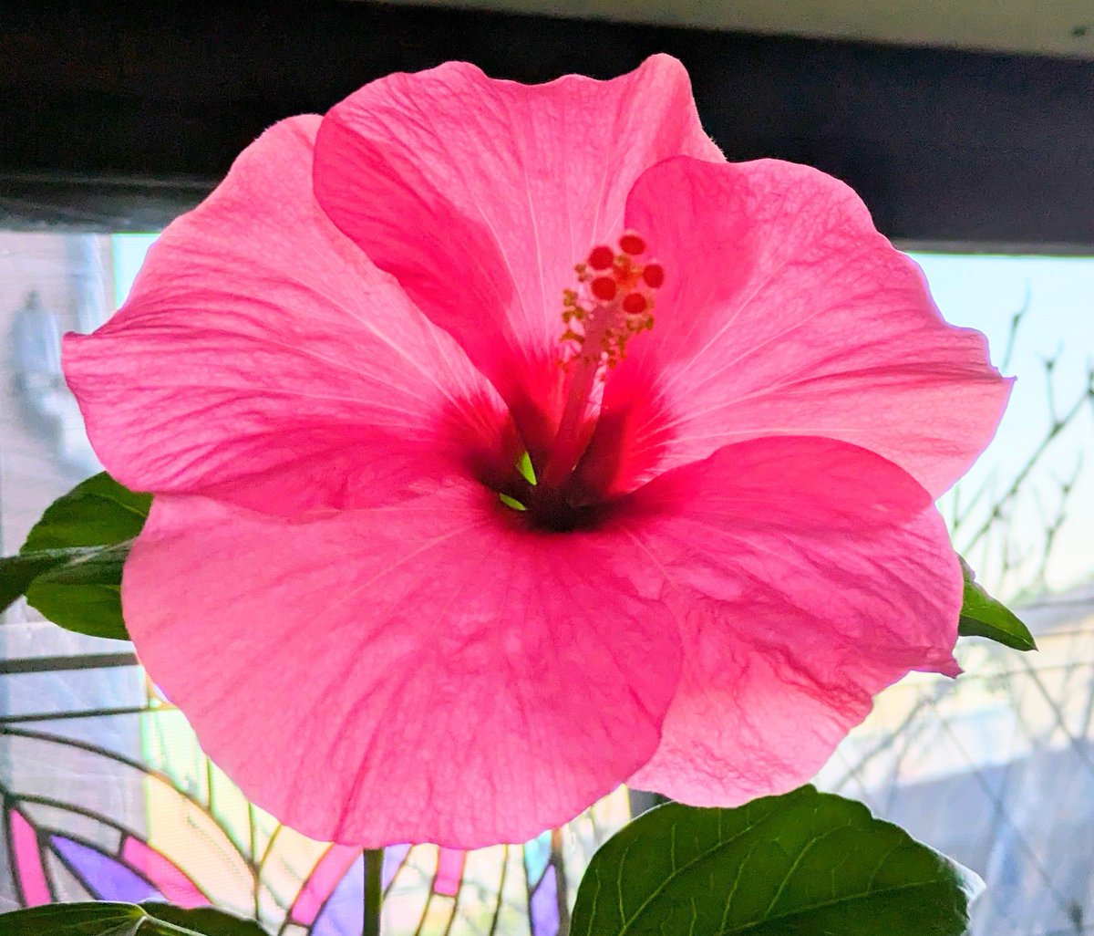 花柴コロン on X