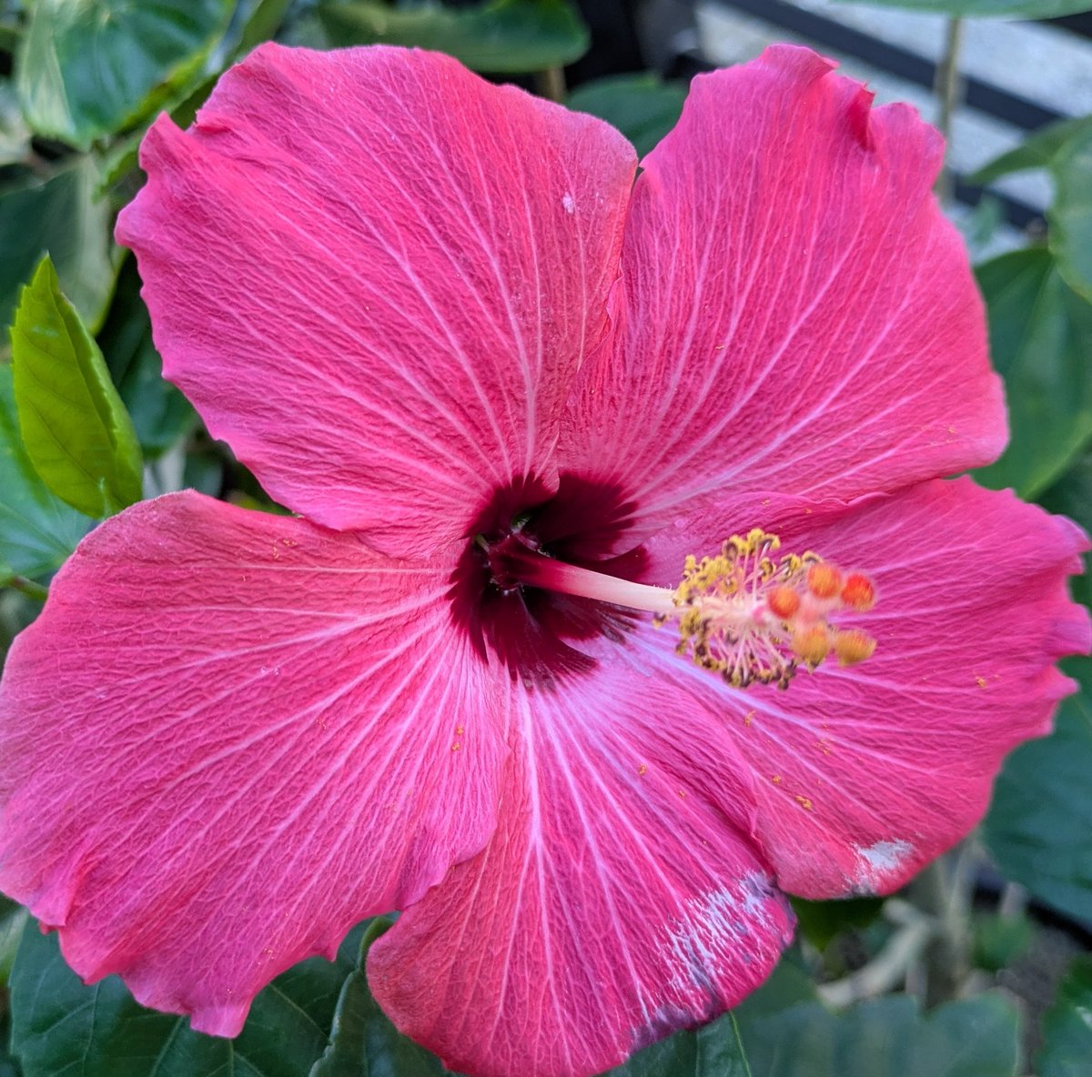 花柴コロン on X