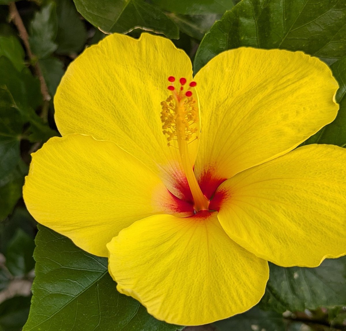 花柴コロン on X