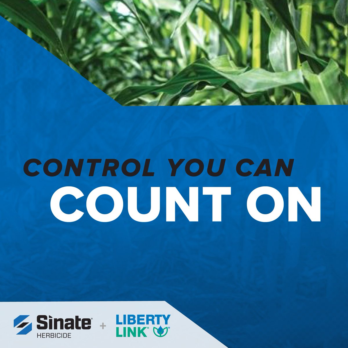 Sinate® Herbicide + combined LibertyLink® corn =next-generation resistance management. Proven postemergence control of broadleaf weeds and protection for tomorrow’s yields.