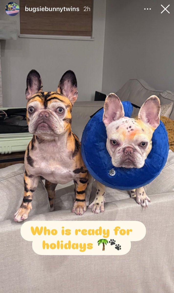 Idk why Bugsie has a neck pillow on, but look how cute they are 😂🥹