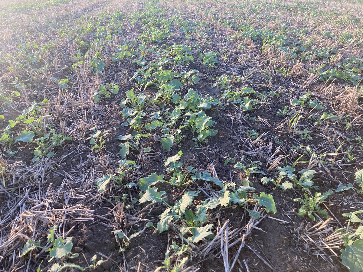 naked_barley's tweet image. Trying oilseed rape for first time since 2021. Sown 10 September- okay so far #OSRReboot