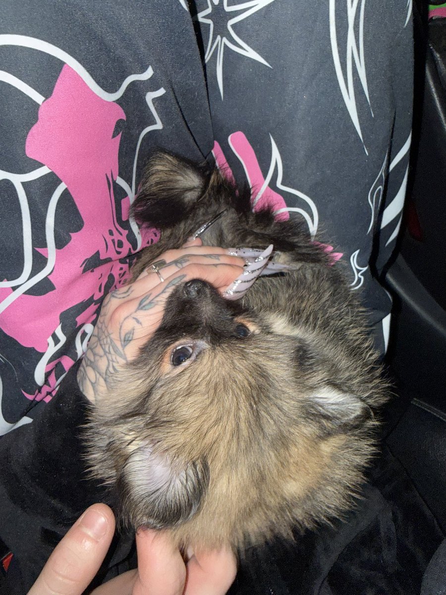 Hi y’all, my new puppy is really sick and the vet bills have been expensive, more than I can afford at the moment after dropping so much on moving expenses. I want more than anything to keep her alive, but the vets keep saying she’s not doing well and her sugar levels were at a