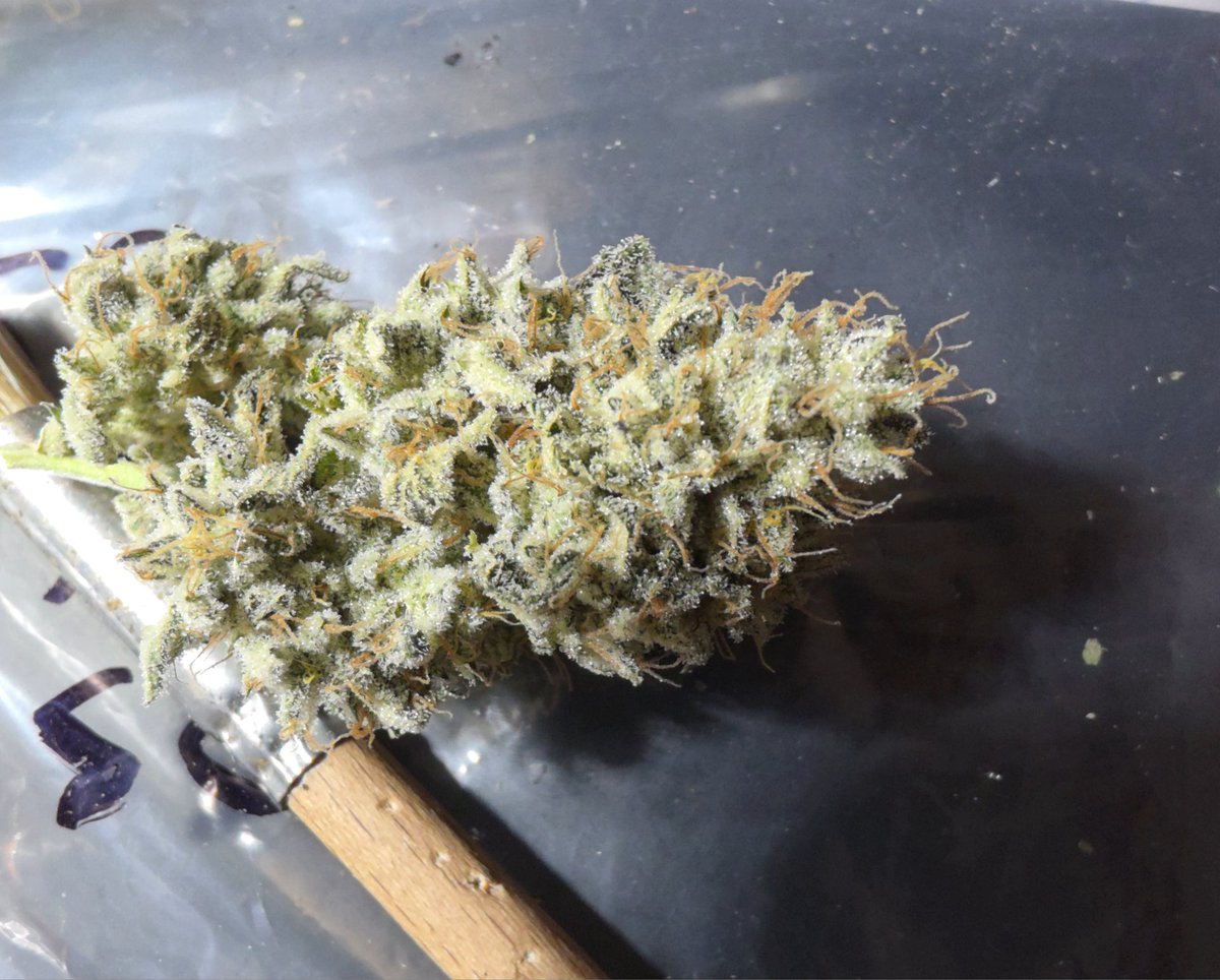 SaskGrown's tweet photo. Gorilla Glue #4 https://t.co/VsDtnxTScj
