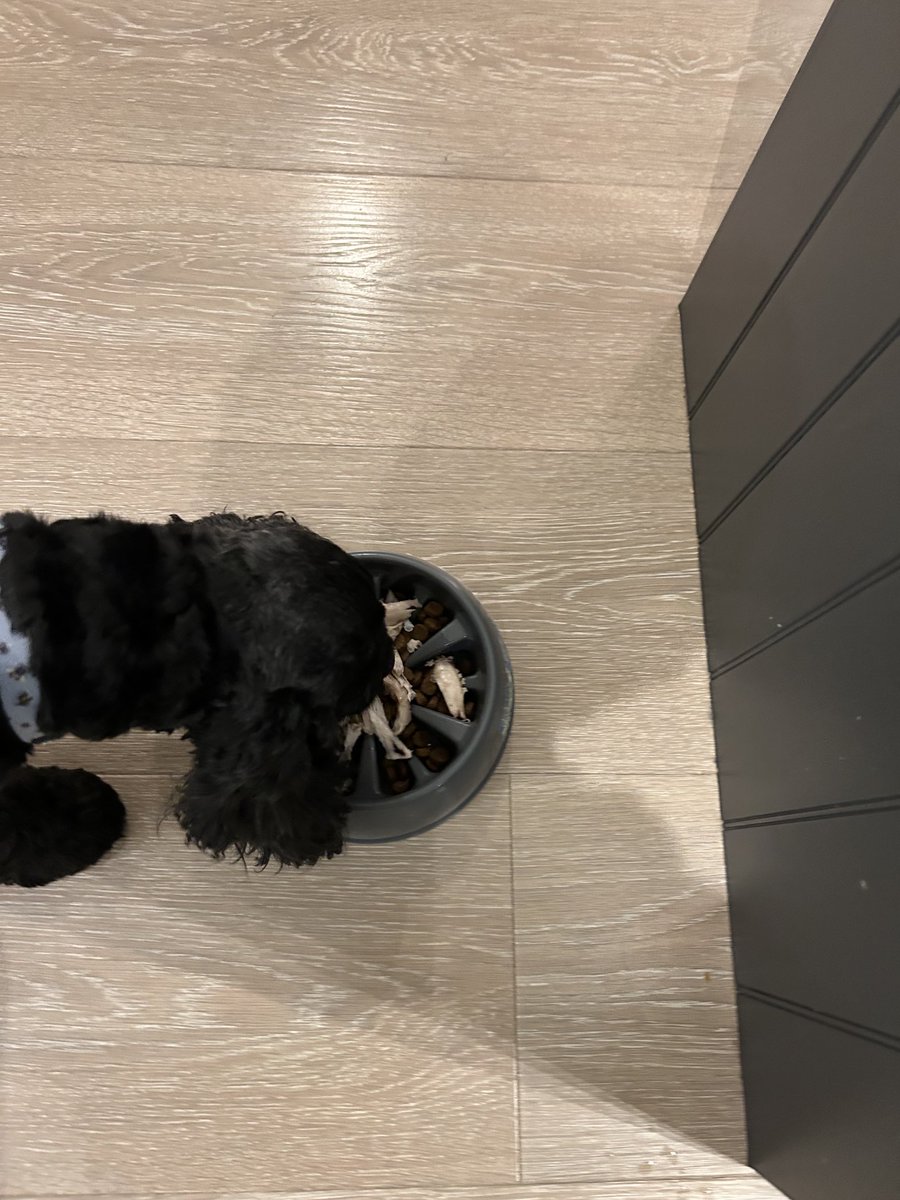 📣 ‼️NOUNCEMENT ‼️📣

I had roasty chiggen with my dinner tonight. 

📣‼️ END OF NOUNCEMENT ‼️📣

*pats tummy