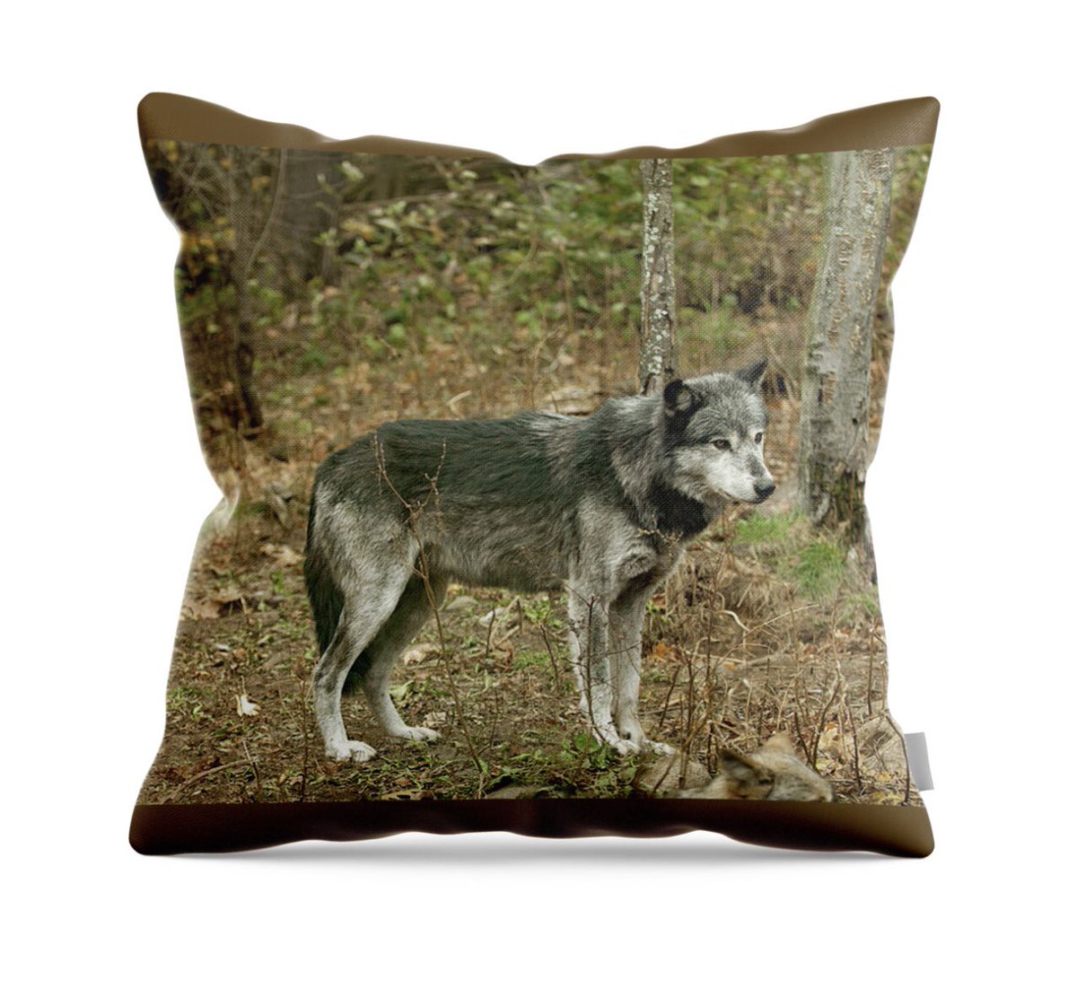 shonna99784's tweet photo. Lone Wolf in Autumn Forest by Shonna Hawkins https://t.co/Mw24TkHoqY
#LoneWolf #Wolf #Canids #AutumnForest #Autumn #Wildlife #Haliburton #ShonnaHawkinsPhotography #ThrowPillows #HomeDecor #GiftIdeas #BuyIntoArt #AYearForArt #HaliburtonForestWolfCentre https://t.co/Py9HiXxHDJ