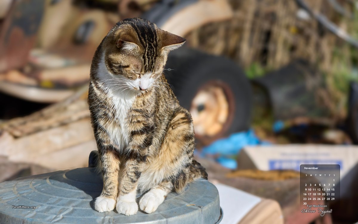 Pagani's tweet photo. Don't miss The Feral Life Cats FREE November Cat of the Month 2025 - Fall Meditation calendar #wallpaper 

https://t.co/2KuvW47oGd https://t.co/wdj31crAHD