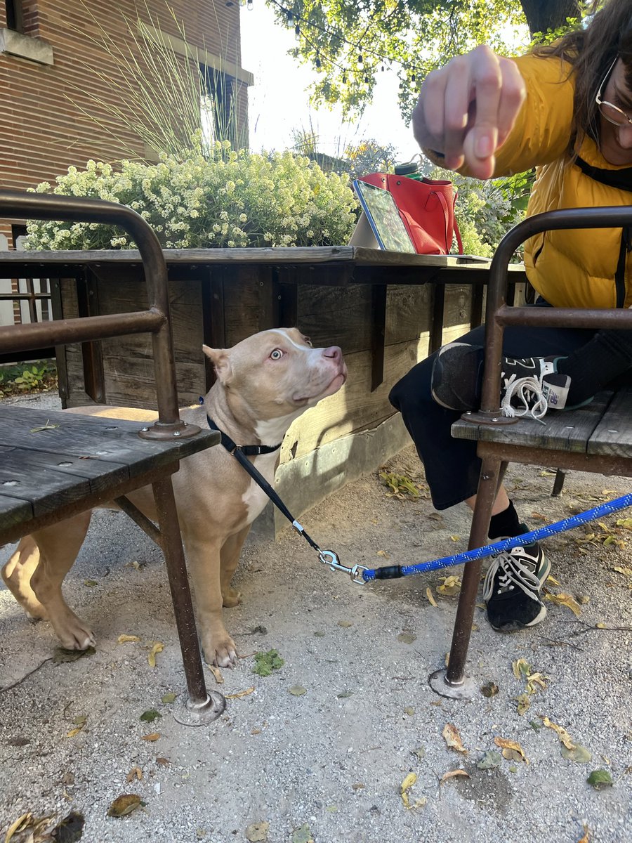 This baby girl was just found on UChicago campus! No chip, extremely lovey and calm. DM me to meet her!!