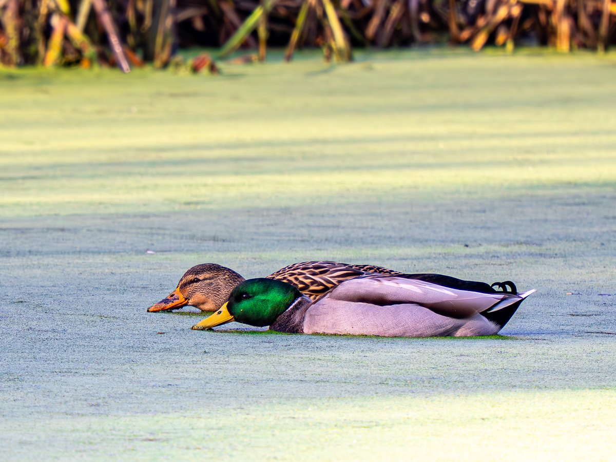 A male and a female Mallard duck 'grazing' on a pond of #Duckweed near Kinnego Marina, Lurgan, County Armagh.
No chance of these two going hungry for a while!!
#DuckFeedProject