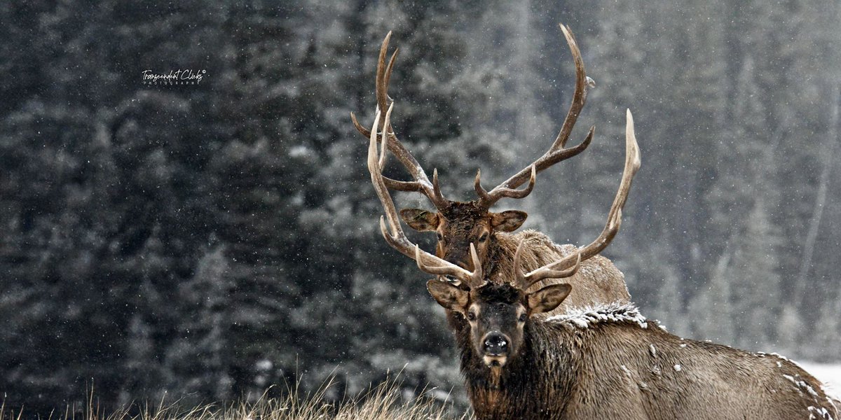 CalgaryObserver's tweet image. Forest held its breath as the first snow began to fall. Out from whispering pines emerged two giants; still &amp;amp; certain, as if time had slowed to honour their presence; the *echoes of the wild*, guardians of northern forest, carved from strength &amp;amp; solitude.
#Wildlife #photography