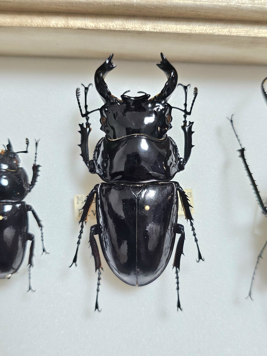 なつ油@natsuregi (@bibrgus) / Posts / X