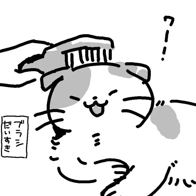 我が家の三毛猫さま 