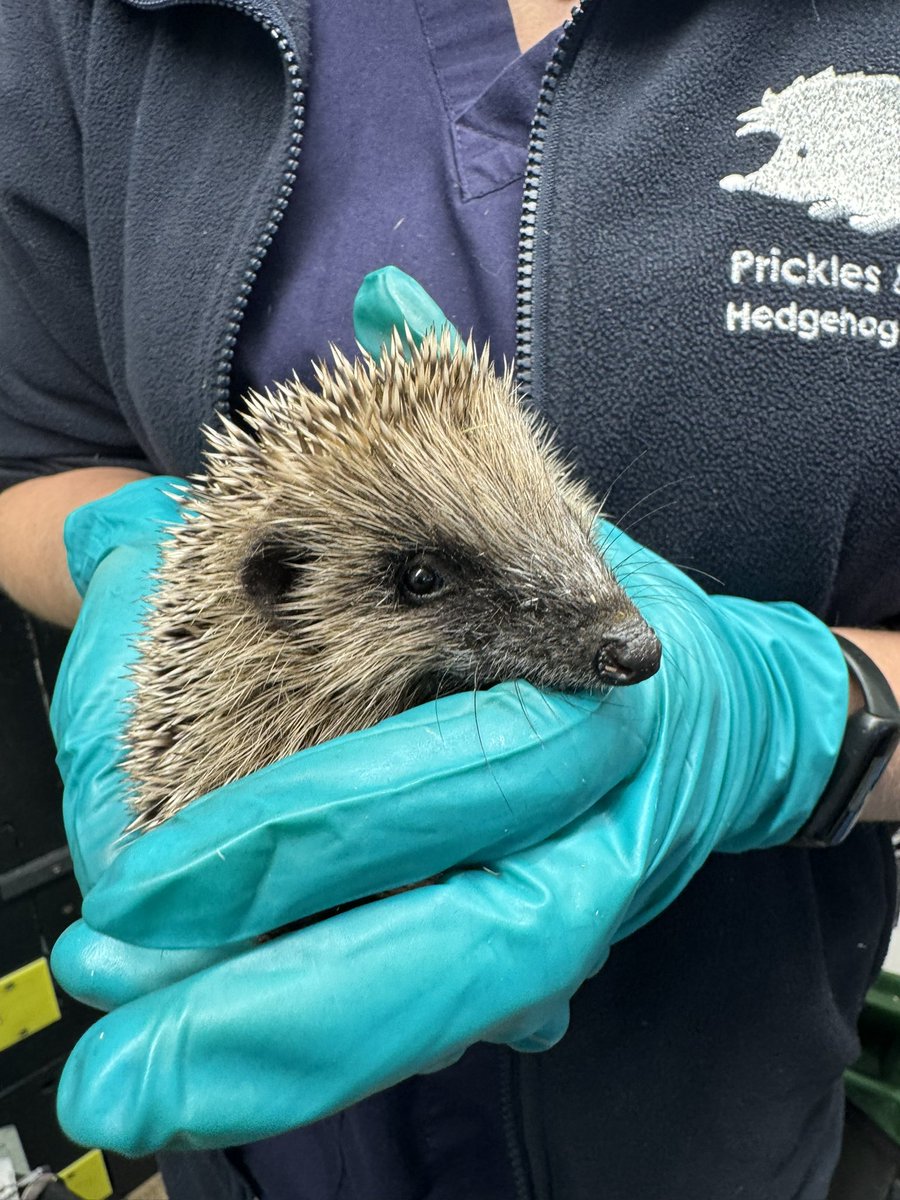 210 hedgehogs admitted in October — our 2nd busiest month ever! 💨

Supplies are running low &amp; we urgently need puppy pads, 1ml syringes, tinned food, Oralade &amp; gloves.
Every item helps 💚
📦 amzn.eu/bQzUCue