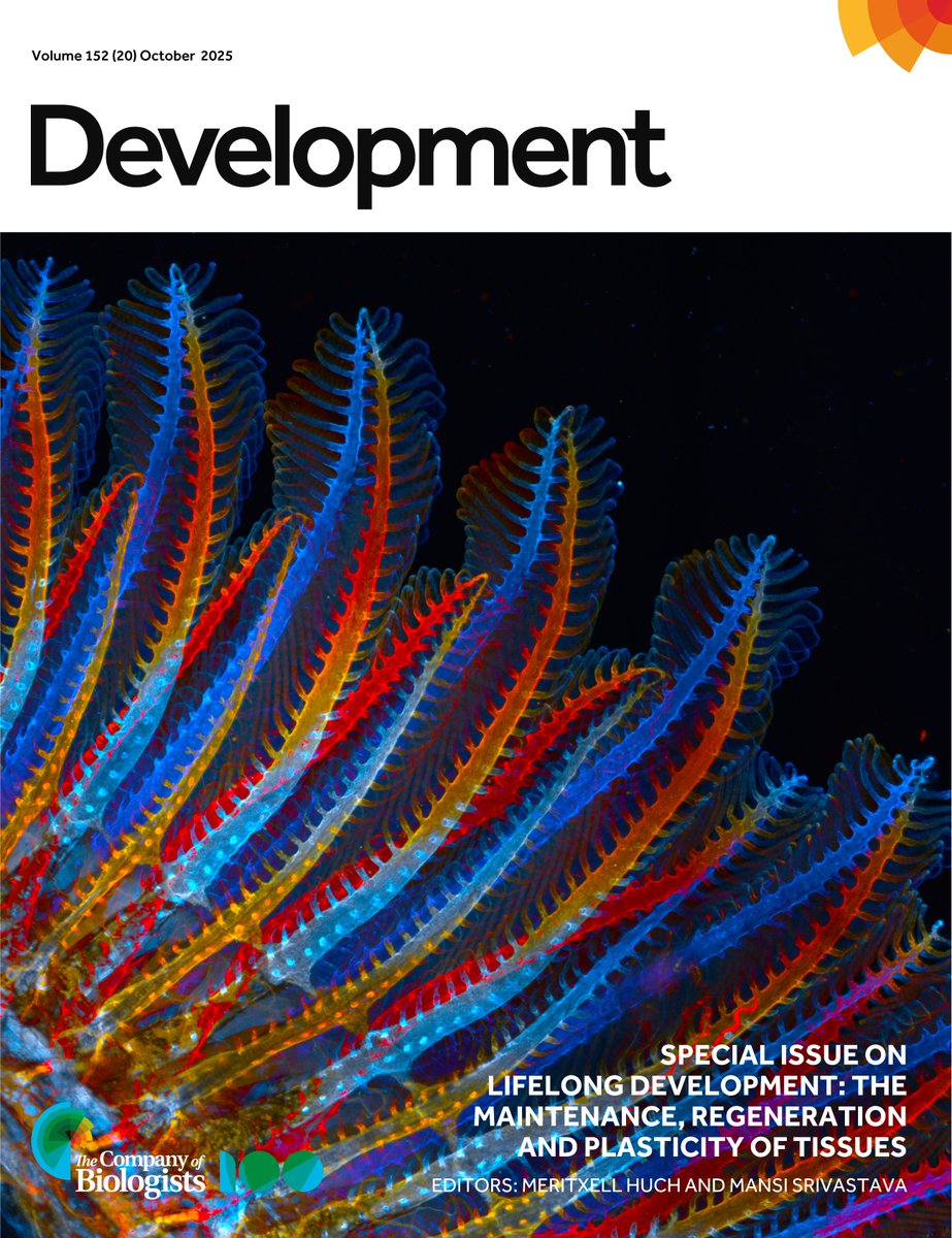 Dev_journal's tweet image. Our Special Issue on Lifelong Development is now complete! #LifelongDevSI

Guest edited by Meri Huch and Mansi Srivastava, it contains 26 articles in total. 

On the cover: the dorsal vasculature of an adult zebrafish&apos;s first gill arch. See Preußner et al: doi.org/10.1242/dev.20…