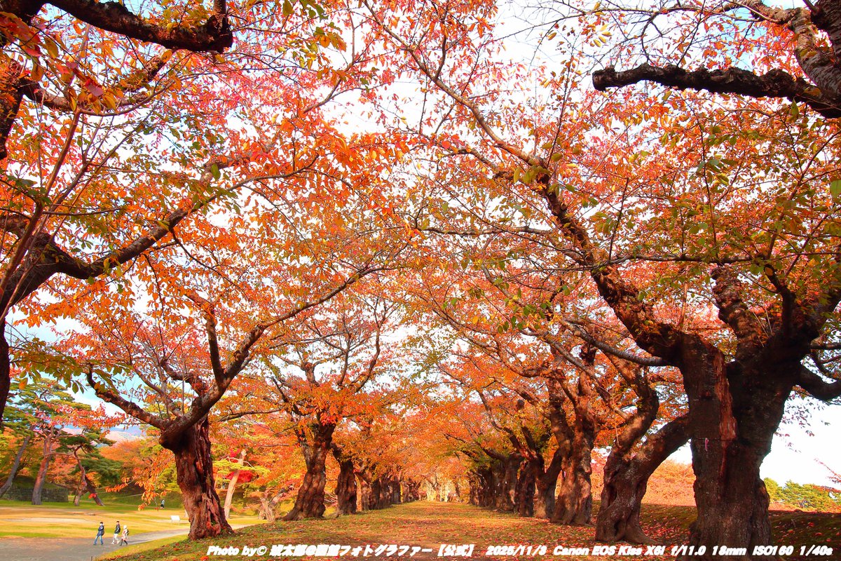 Shyokunin_k's tweet image. 「秋色の星、五稜郭 ─ 函館の紅葉が彩る季節」

皆さんどうも
本日の函館風景写真は📸🍁🍂🍃😁✌️
撮影日2025年11月3日、
秋晴れの空の下、函館・五稜郭公園を歩いてきました。
昼から夕方にかけて、穏やかな風とともに色づいた木々がまるで五稜の星そのものを包み込むように輝いていました🍂…